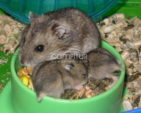 CAMBIO HAMSTER RUSOS POR HAMSTER COMÚN