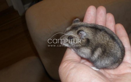 Foto 2 de CAMBIO HAMSTER RUSOS POR HAMSTER COMÚN