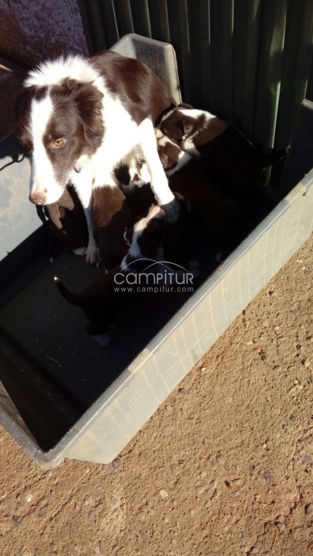 Camada de Border Collies