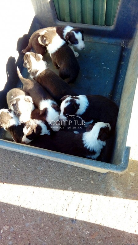 Foto 3 de Camada de Border Collies