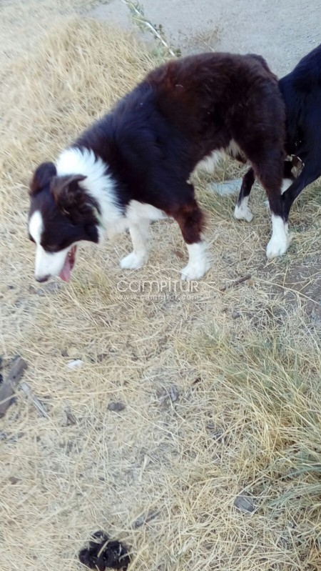 Foto 4 de Camada de Border Collies