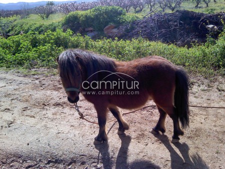 se vende pony