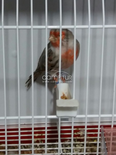 Foto 2 de Venta de canarios