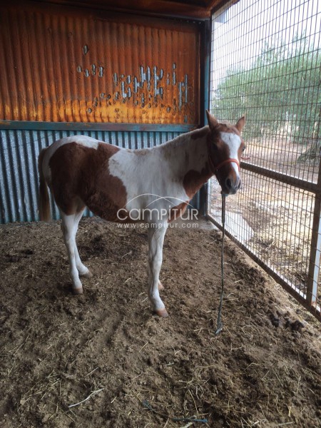 SE VENDE