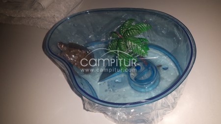 cambio acuario y tortuga