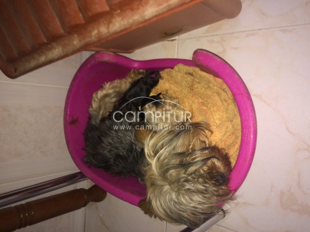 Se vende yorsike