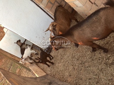 Cabras enanas