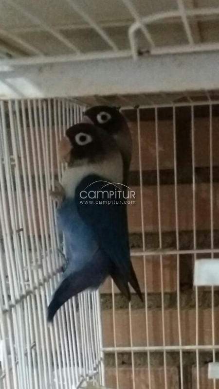 Agapornis 