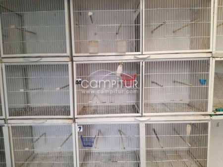 Baterías de crías para canarios 