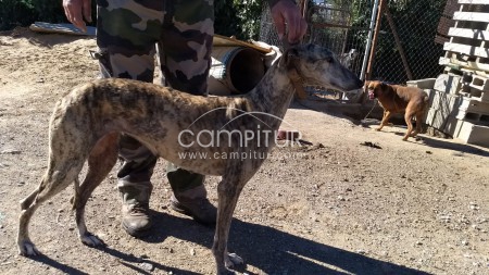 Se da Galgo Español