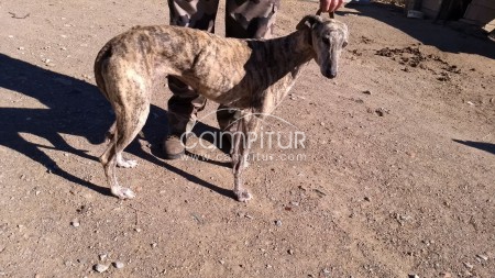 Foto 2 de Se da Galgo Español