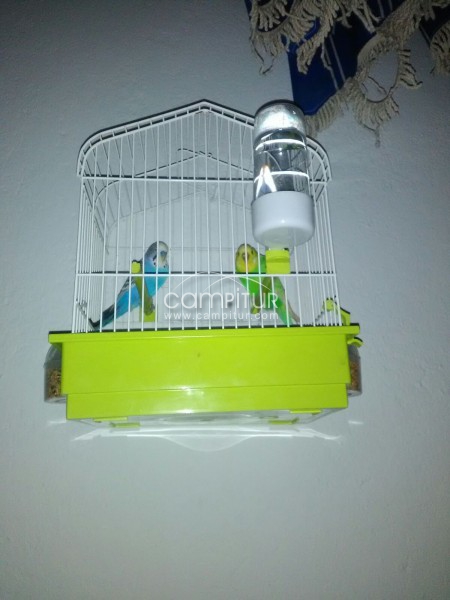 VENDE PERIQUITOS 