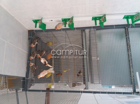 Se vende canarios