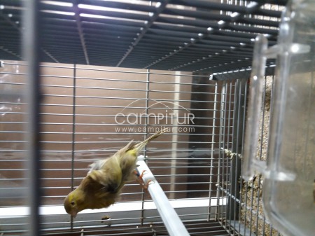 Foto 4 de Se vende canarios