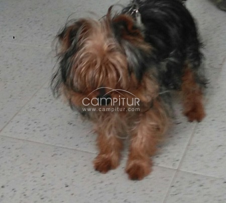 Cachorro de yorsay