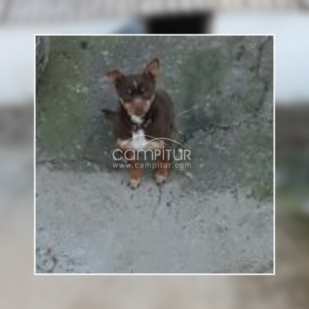 Se regala perrito pequeño de año y medio muy cariñoso 