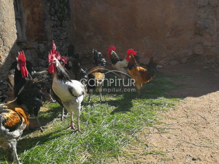 GALLINAS SUREÑAS