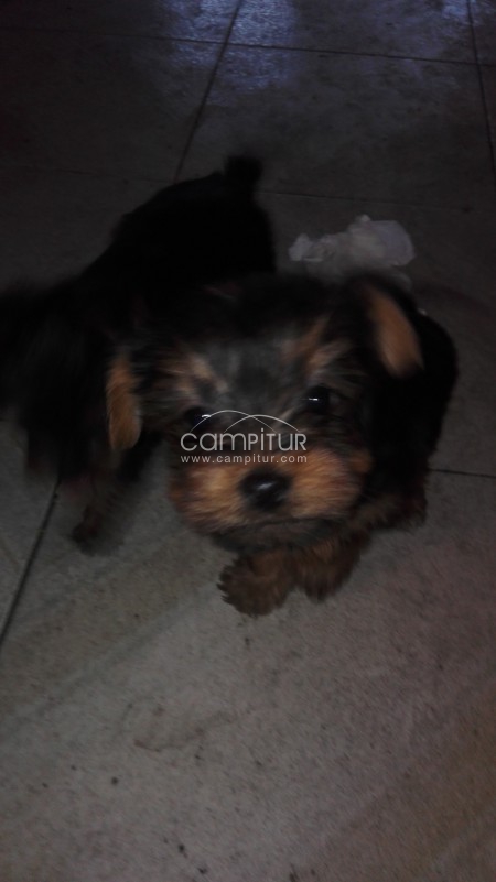 vendo yorsay pura raza hembra de tres meses