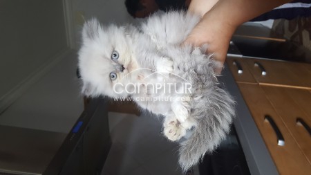 GATITO PERSA