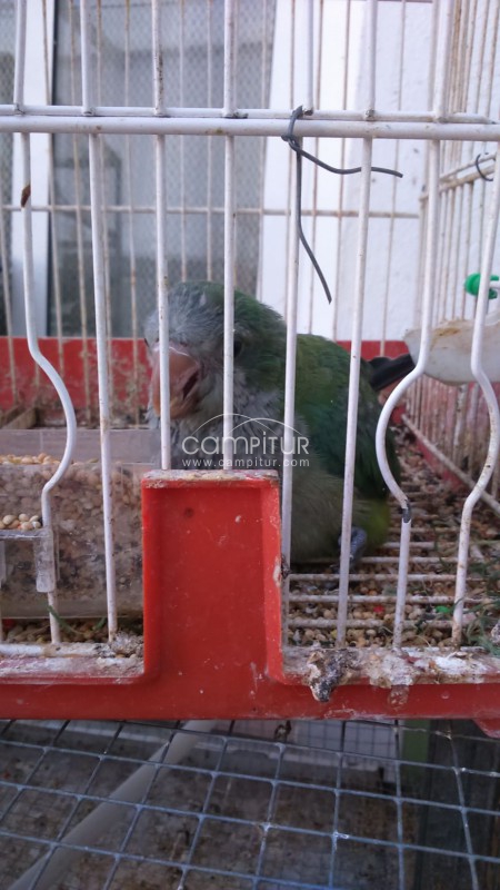 Cotorras