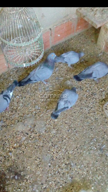 Se venden Palomos franceses