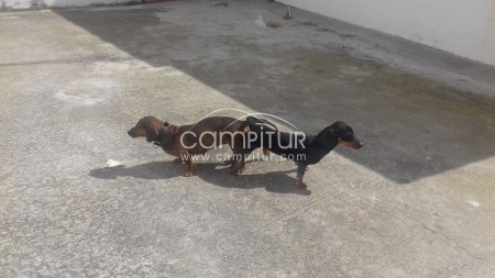 Se ofrece teckel negro fuego para montas