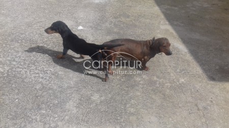 Foto 4 de Se ofrece teckel negro fuego para montas