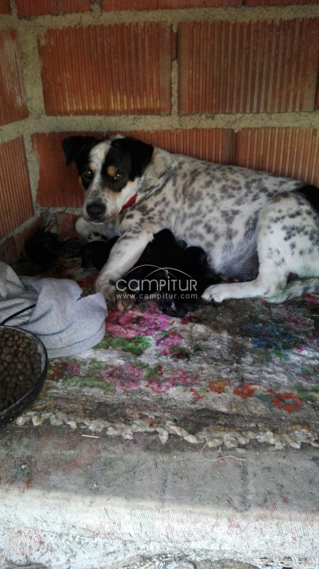Se regalan cruzes de perros la madre es bodeguera Son lindisimos se regalan a gente responsable