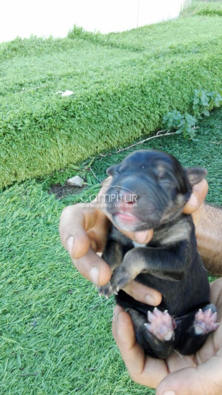 Foto 4 de Se regalan cruzes de perros la madre es bodeguera Son lindisimos se regalan a gente responsable