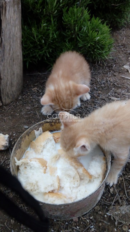 gatitos