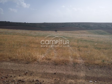 OPORTUNIDAD CAMPO A 10 KM DE LLERENA