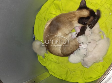 Gatos siameses puros 
