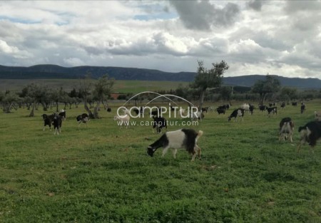 SE VENDEN CHIVAS Y CABRAS