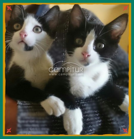 SE REGALA PAREJA DE GATITOS