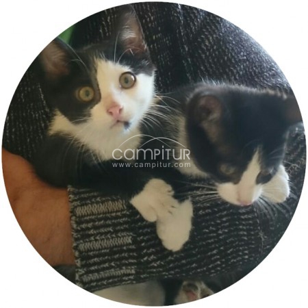 Foto 2 de SE REGALA PAREJA DE GATITOS