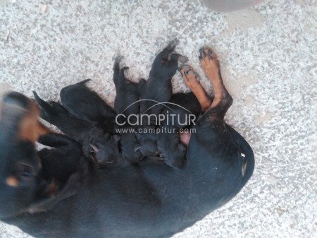 Se vende cachorros de teckel