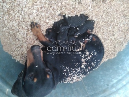 Foto 2 de Se vende cachorros de teckel