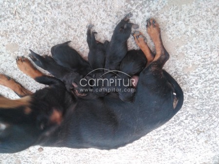 Foto 5 de Se vende cachorros de teckel