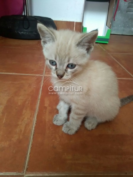 Se regala gatito 