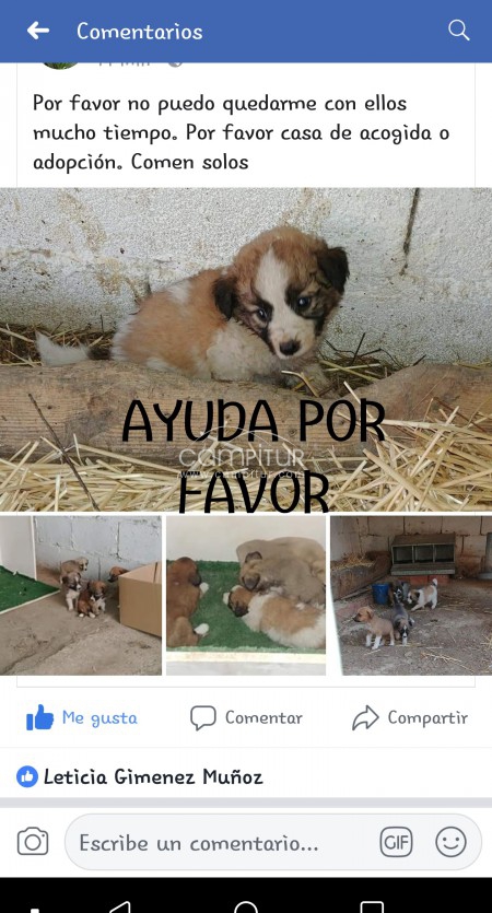 Foto 2 de Perros en adopcion o casa de acogida