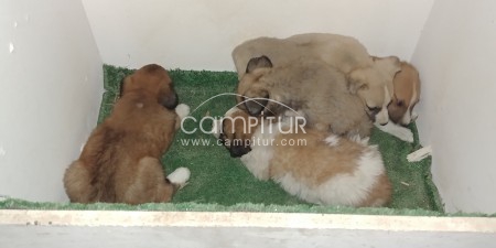 Foto 3 de Perros en adopcion o casa de acogida