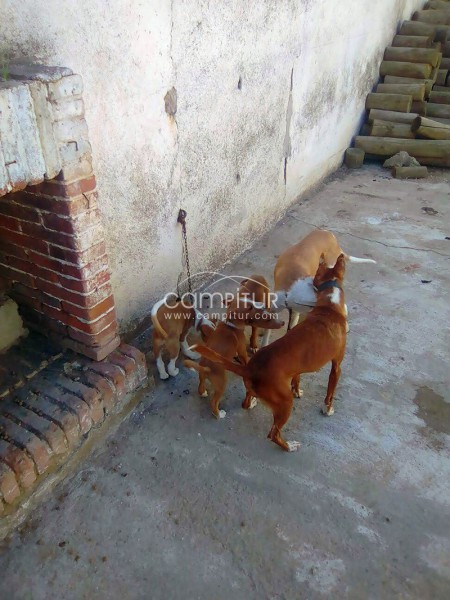 Vendo camada perros podencos