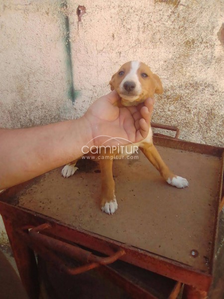 Foto 2 de Vendo camada perros podencos