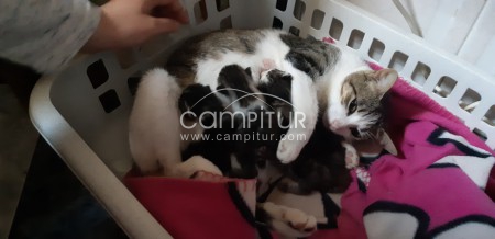 Se dan en adopcion 4 gatos