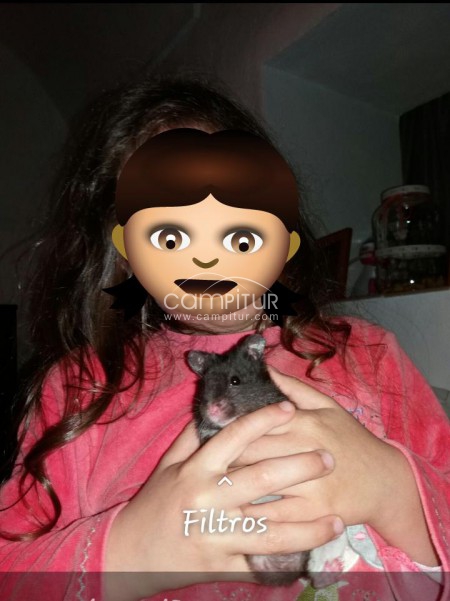 Hamsters panda 