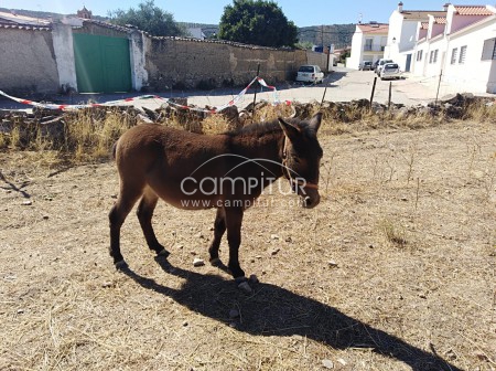 VENDO MULAS ENANAS