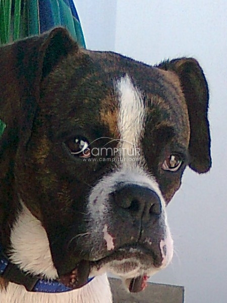 BOXER PARA MONTA