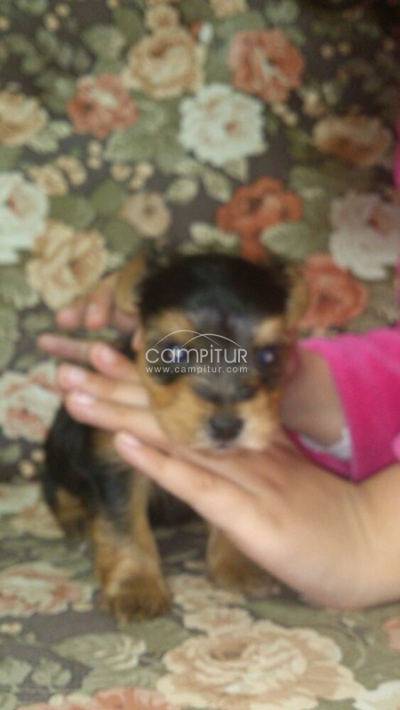 se vende