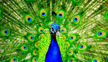 Vendo pavos reales