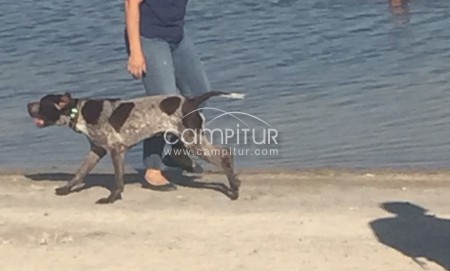 Se REGALA perro BRACO ALEMAN - URGENTE